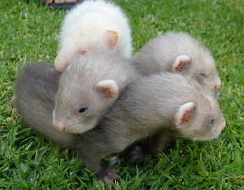 Ferret Cuddles on the Grass 3, animal, baby, ferret HD wallpaper