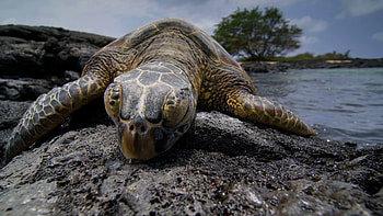 Sea turtle charm, Spectacular view, Marinas' treasures, Presidential favorite HD wallpaper