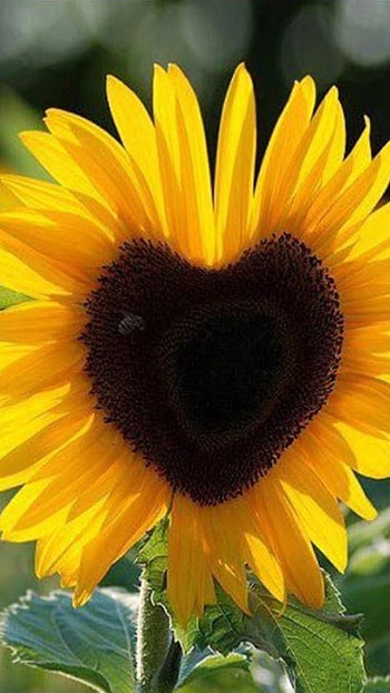 Sunflower, Beautiful Flower HD phone wallpaper