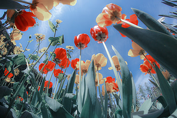 Flowers, Tulips, Flower Bed, Flowerbed, Bottom View, Sunny, Solar HD wallpaper