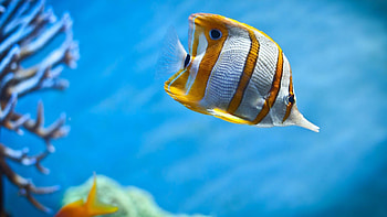 Copperband butterflyfish, Sea Animals HD wallpaper