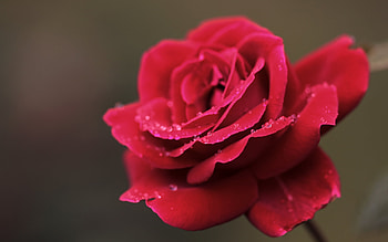 Plants, Flowers, Roses HD wallpaper