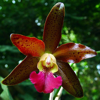 orchid, crimson, tropical, yellow HD wallpaper