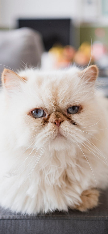 Cream, Persian Cats HD phone wallpaper