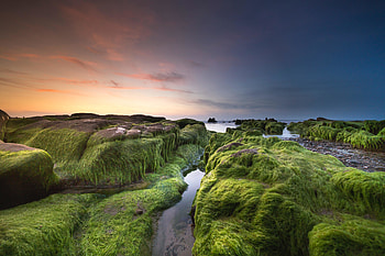 Moss, stream, coast, nature HD wallpaper