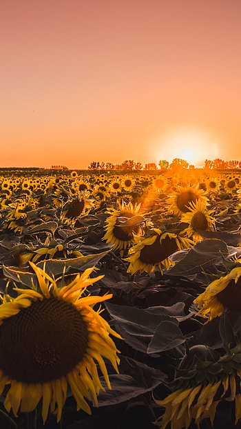 Sunflowers farm, Golden hour, resolution, Vibrant colors HD phone wallpaper