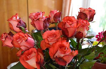 Flowers, Roses, Bouquet, Buds HD wallpaper