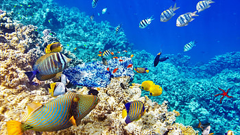 Fishes - Coral World Reef Ocean Underwater Fish Beautiful for 16:9 High HD wallpaper