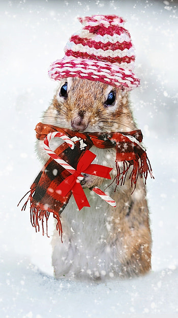 Cute Christmas, Christmas Squirrel HD phone wallpaper