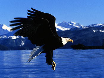 Animals, Birds, Eagles HD wallpaper