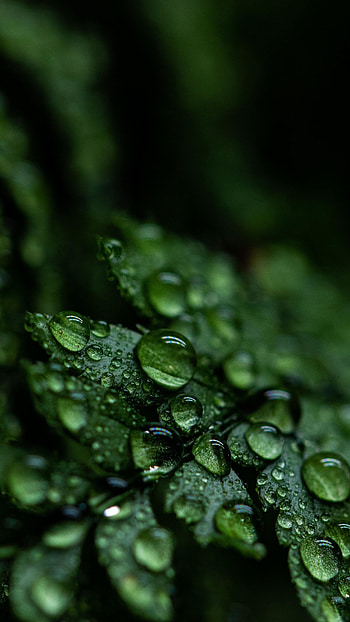 Green Leaf, Drops close up, Leaf droplets, Dark green aesthetic HD phone wallpaper