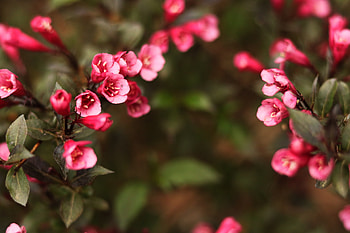 Flowers, Bush, Blur, Smooth HD wallpaper