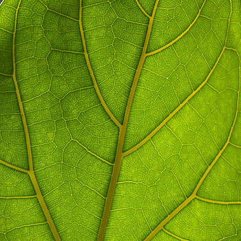 Leaves, Macro, Veins HD phone wallpaper