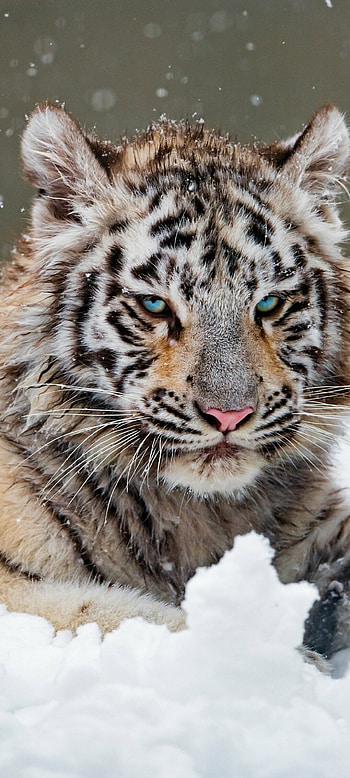 Animal kingdom, White tiger wonder, Graceful beauty, Captivating essence HD phone wallpaper