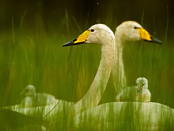 Animals, Ducks HD wallpaper
