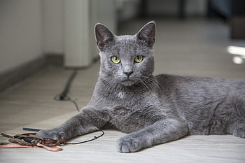 Animals, Cat, Lies, Grey HD wallpaper