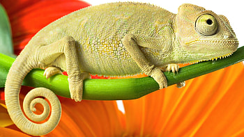 Animals, Branch, Reptile, Chameleon HD wallpaper