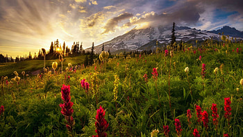 Morning at Mount Rainier, Washington, wildflowers, summer, clouds, landscape, flowers, sky, sunrise HD wallpaper