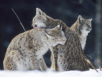 Animals, Bobcats HD wallpaper
