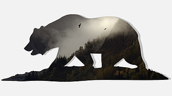 California Bear HD wallpaper