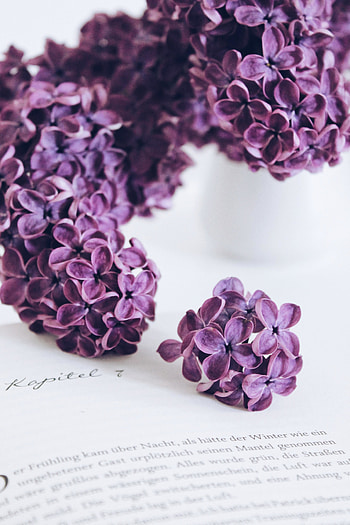 Violet small flowers, close up HD phone wallpaper