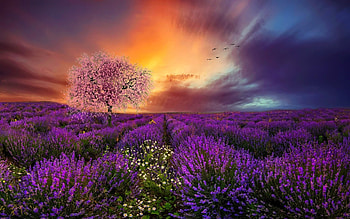 Cloudy Lavender Field, birds, field, lavender, clouds, trees, sky, nature, flowers HD wallpaper