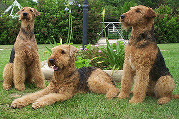 Airedoodle, Adorable companions, Mixed breed dogs, Canine joy HD wallpaper
