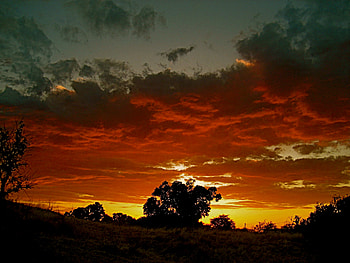 Fantastic Sky, clouds, sky, tree, sunset HD wallpaper
