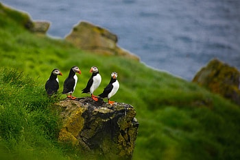 Beautiful..., birds, green, cute, nature, grass, puffins, rocks HD wallpaper