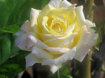 Pretty Climbing rose, Yellow, soft pink, white, Beautiful HD wallpaper