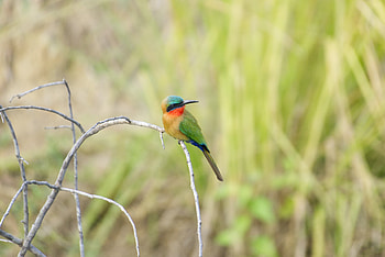 Animal, bee-eater HD wallpaper