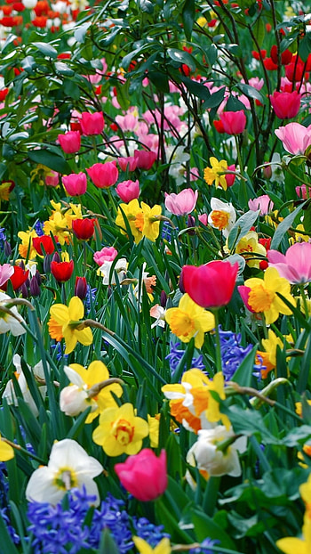 Spring Flowers, Colorful Flowers, Garden HD phone wallpaper