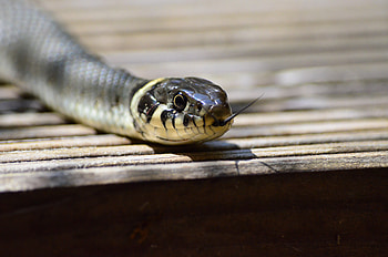Animals, Reptile, Snake, Language, Tongue HD wallpaper