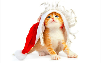 Animals, Cats HD wallpaper