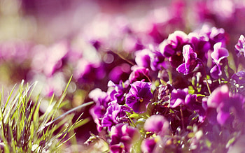 Flowers, Macro, Glare, Petals, Sunlight HD wallpaper