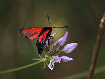 Red Moth, on flower, , red, beautiful, moth HD wallpaper