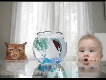 WOW .... this is really funny, boy, cat, funny, fish, aquarium HD wallpaper