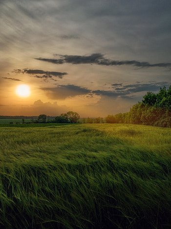 Nature, Grass, Sun, Rays, Beams, Field, Scope, Spaciousness HD phone wallpaper