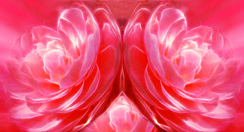 Fractal Rose Collage ~ For Exotica, BEAUTY, ROSES, NATURE, FRACTAL HD wallpaper