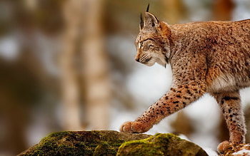 Animals, Bobcats HD wallpaper