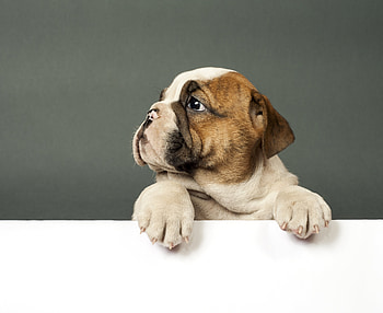 Bulldog, cute puppy, dog HD wallpaper