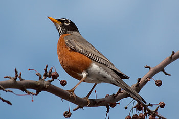 Animals, Sky, Bird, Sit, Branch, Thrush HD wallpaper