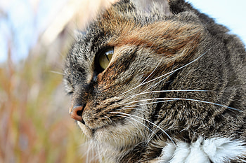 Animals, Cat, Muzzle, Striped, Sight, Opinion HD wallpaper