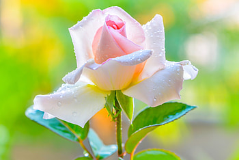 Rose, Bud, Macro, Drops, Pink HD wallpaper