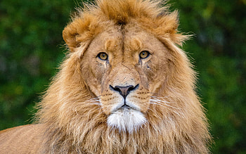 Lion, animal, cat, nuture HD wallpaper