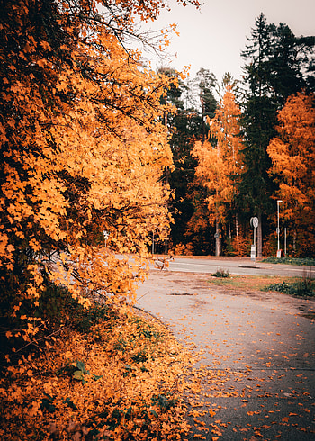 Nature, Trees, Autumn, Road, Foliage HD phone wallpaper
