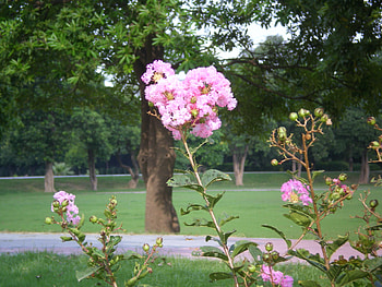 Pink crepe mytle, crepe mytle, pink, nature, flowers HD wallpaper