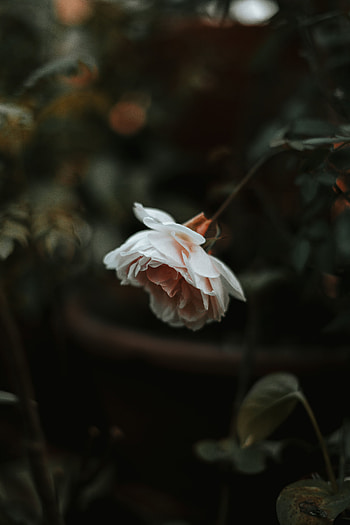 Flowers, Flower, Plant, Rose Flower, Rose, Blur, Large HD phone wallpaper