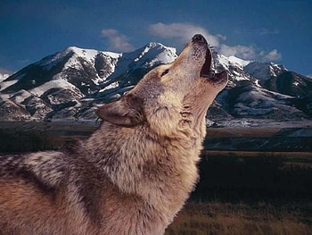 Distant, howling, animals, wolf, mountains, wild, home HD wallpaper