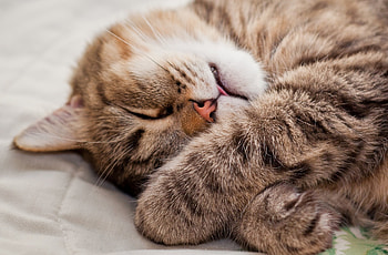 Animals, Cat, Lies, Muzzle, Paws, Asleep, Sleeps HD wallpaper